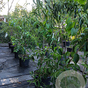 Heptacodium miconioides 200-250 cm container meerstammig