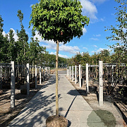 Liquidambar s. 'Gum Ball' 16-18 HO draadkluit boven vered. 225 cm stam