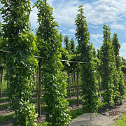 Liquidambar s. 'SlenderSilhouette' 10-12 cm draadkluit geveerd