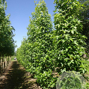 Liquidambar s. 'SlenderSilhouette' 16-18 cm draadkluit geveerd