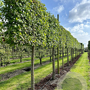 Liquidambar styraciflua 16-18 HO draadkluit lei 150x120