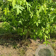 Liquidambar styraciflua 250-300 cm draadkluit meerstammig