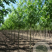 Liquidambar s. 'Worplesdon' 10-12 HO draadkluit