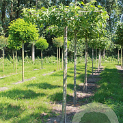 Liquidambar s. 'Worplesdon' 12-14 HO draadkluit dakvorm 130x130