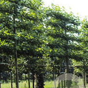 Liquidambar s. 'Worplesdon' 18-20 HO draadkluit lei 150x120