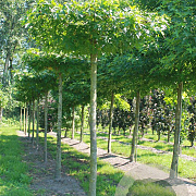 Liquidambar s. 'Worplesdon' 20-25 HO draadkluit dakvorm 130x130