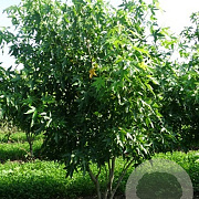 Liquidambar s. 'Worplesdon' 250-300 cm draadkluit meerstammig
