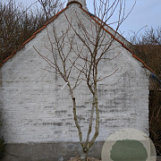 Liquidambar s. 'Worplesdon' 250-300 cm draadkluit meerstammig
