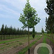 Liriodendron t. 'Aureomarginat.' 20-25 HO draadkluit