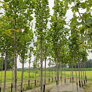 Liriodendron t. 'Fastigiatum' 14-16 HO draadkluit