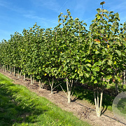 Magnolia 'Galaxy' 200-250 cm draadkluit meerstammig