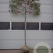 Malus 'Red Sentinel' 12-14 HO draadkluit lei 150x120