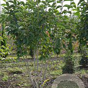 Magnolia soulangeana 175-200 cm draadkluit meerstammig