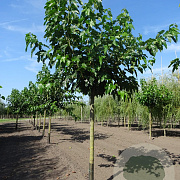 Morus alba 'Fruitless' 30-35 HO draadkluit boven vered. 240 cm stam