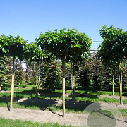 Morus alba 'Macrophylla' 20-25 HO draadkluit boven vered. 225 cm stam