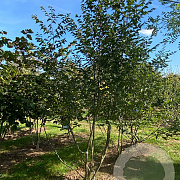 Ostrya carpinifolia 350-400 cm draadkluit meerstammig