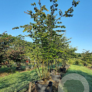 Parrotia persica 350-400 cm draadkluit meerstammig