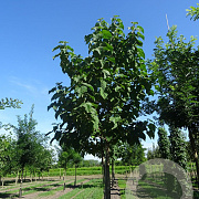 Paulownia tomentosa 30-35 HO draadkluit