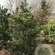 Pinus sylvestris 250-300 cm draadkluit geveerd