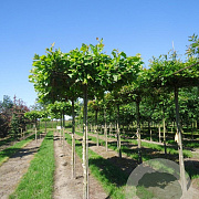 Platanus hispanica 'Malburg' 12-14 HO draadkluit dakvorm 130x130