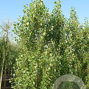 Populus nigra 'Italica' 12-14 cm draadkluit geveerd