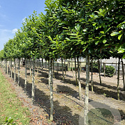 Prunus l. 'Novita' 10-12 HO draadkluit lei 120x120