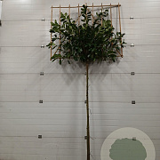 Prunus l. 'Novita' 12-14 HO draadkluit lei 150x120