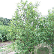 Prunus padus 350-400 cm draadkluit meerstammig