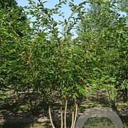 Prunus subh. 'Autumnalis Rosea' 175-200 cm draadkluit meerstammig