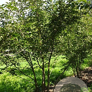 Prunus subh. 'Autumnalis Rosea' 350-400 cm draadkluit meerstammig