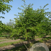 Prunus subh. 'Autumnalis' 450-500 cm draadkluit meerstammig