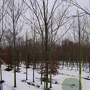 Prunus ser. 'Kanzan' 18-20 HO draadkluit