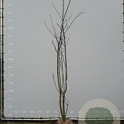 Prunus yedoensis 300-350 cm draadkluit meerstammig
