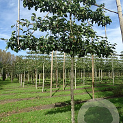 Pyrus calleryana 'Chanticleer' 18-20 HO draadkluit lei 180x120