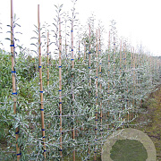 Pyrus salicifolia 'Pendula' 14-16 cm draadkluit geveerd