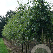Quercus palustris 16-18 HO draadkluit