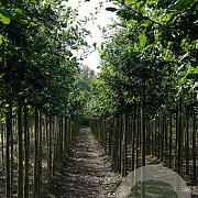 Quercus robur 12-14 HO draadkluit