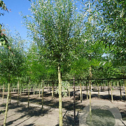 Salix alba 'Belders' 20-25 HO draadkluit Knotvorm 