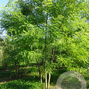 Styphnolobium japonicum 250-300 cm draadkluit meerstammig