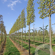 Tilia cordata 'Greenspire' 16-18 cm draadkluit 4 etages lei 180x120