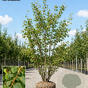 Tilia cordata 'Winter Orange' 200-250 cm draadkluit meerstammig