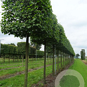 Tilia europaea 'Pallida' 16-18 cm draadkluit kubus 70x70x70