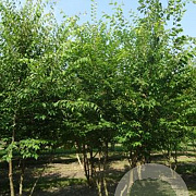 Zelkova serrata 350-400 cm draadkluit meerstammig