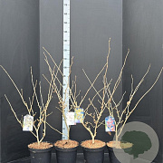 Hamamelis int. 'Diane' 60-80 cm 7,5L