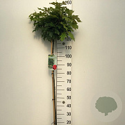 Quercus pal. 'Green Dwarf' 120 cm stam 7,5L