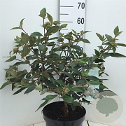 Viburnum 'Eskimo' 50-60 cm 7,5L