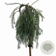 Larix kaempf. 'Stiff Weeper' 150 cm stam 10L
