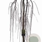 Larix kaempf. 'Stiff Weeper' 150 cm stam 10L