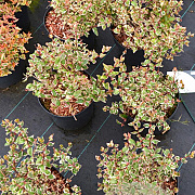 Abelia grandifl. Magic Daydream 20-30 cm 3,0L