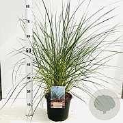 Ammophila arenaria 30-40 cm 4,0L